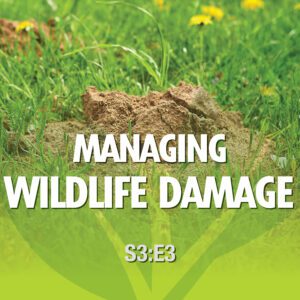 A square image of mole damage in a yard. The image has the following words: Managing Wildlife Damage S3E3