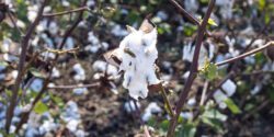 Cotton damage from Hurricane Michael.