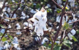 Cotton damage from Hurricane Michael.