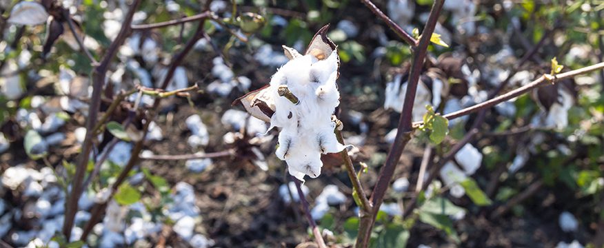Cotton damage from Hurricane Michael.