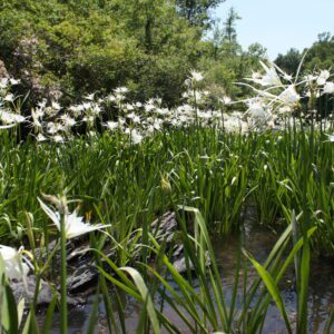 Image of the Cahaba River with Cahaba River lillies.
