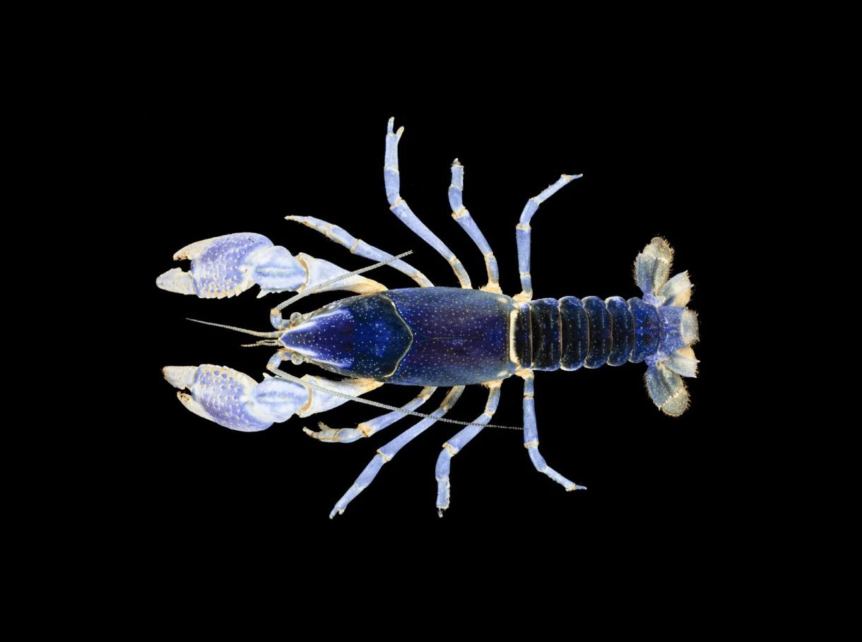 Figure 11. Celestial crayfish. (Photo credit: Guenter Schuster)