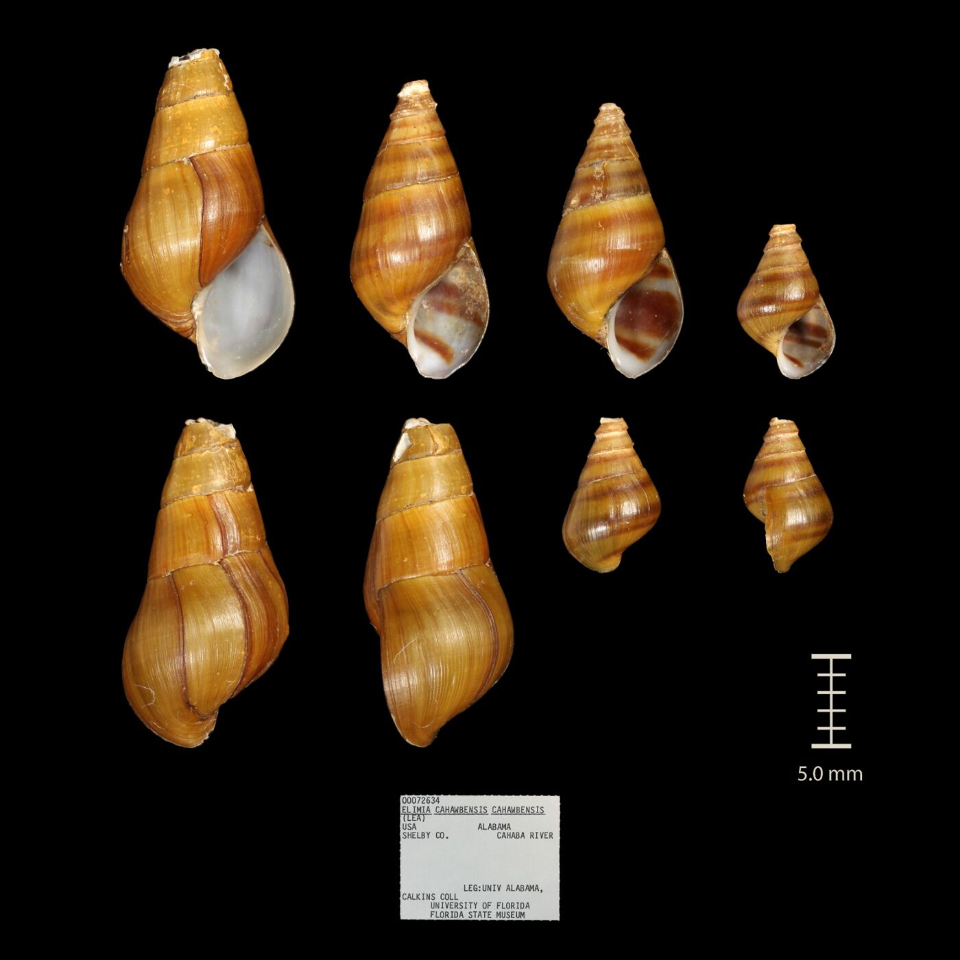 Figure 12. Cahaba elimia. (Photo credit: Paul Johnson)
