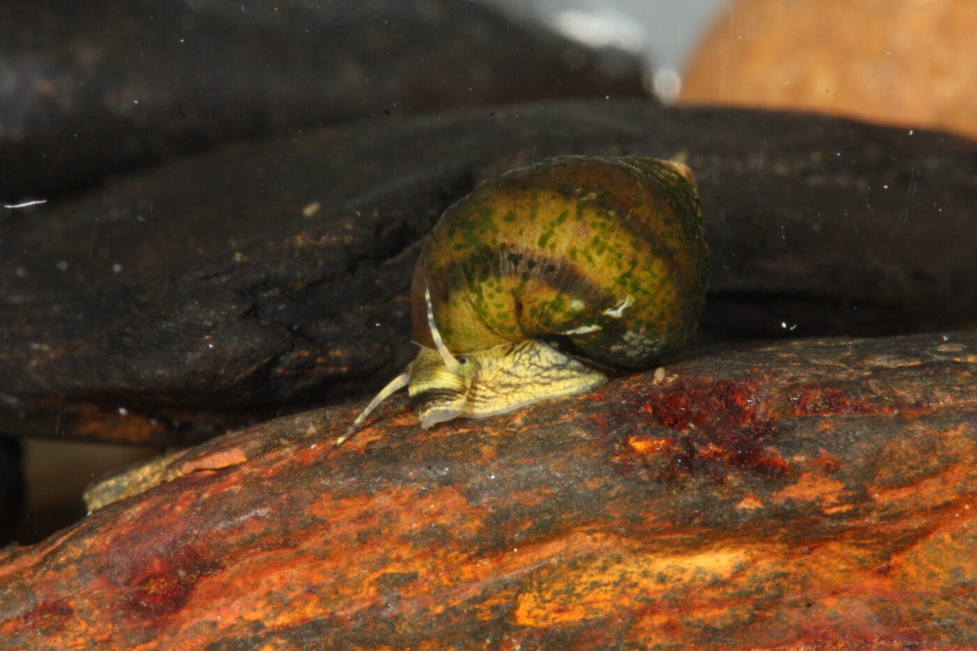 Figure 14. Oblong rocksnail. (Photo credit: Paul Johnson)