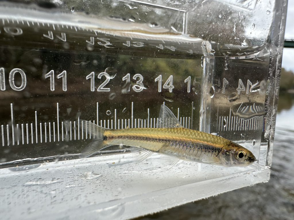 Figure 2. Cahaba shiner (Photo credit: Brittany Barker-Jones, US Fish and Wildlife Service)