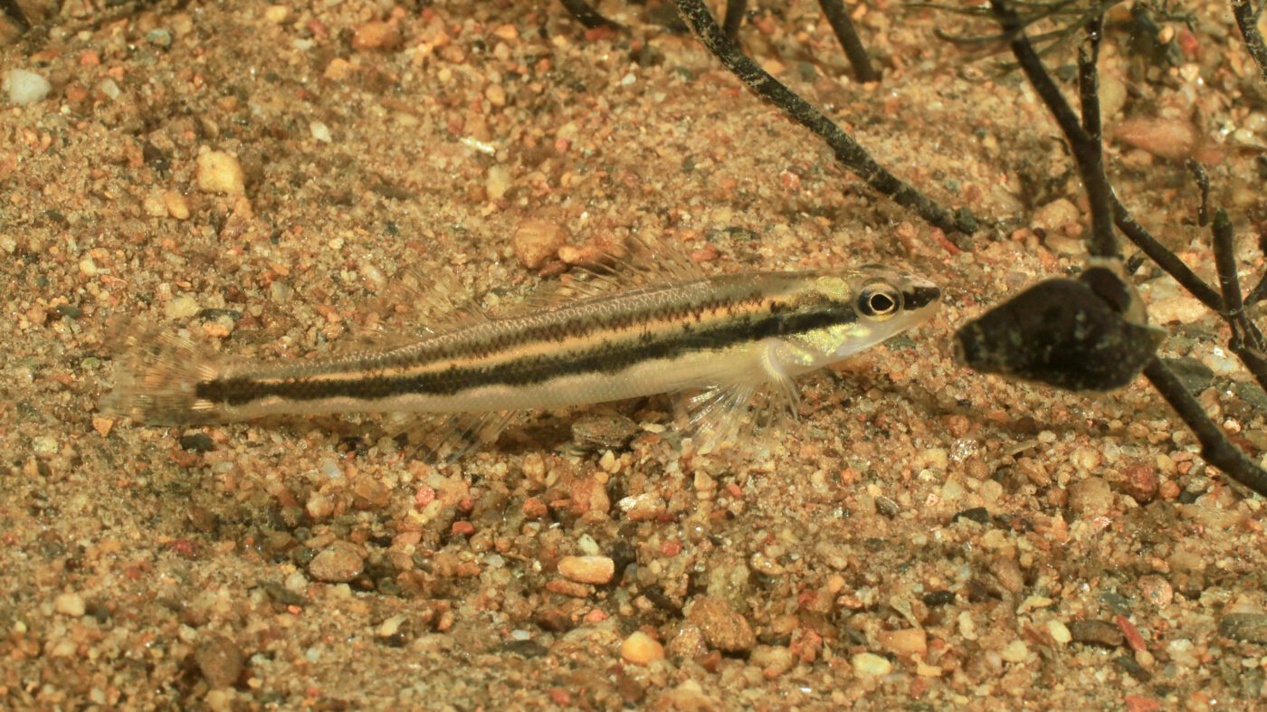 Figure 3. Goldline darter. (Photo credit: Alan Cressler)