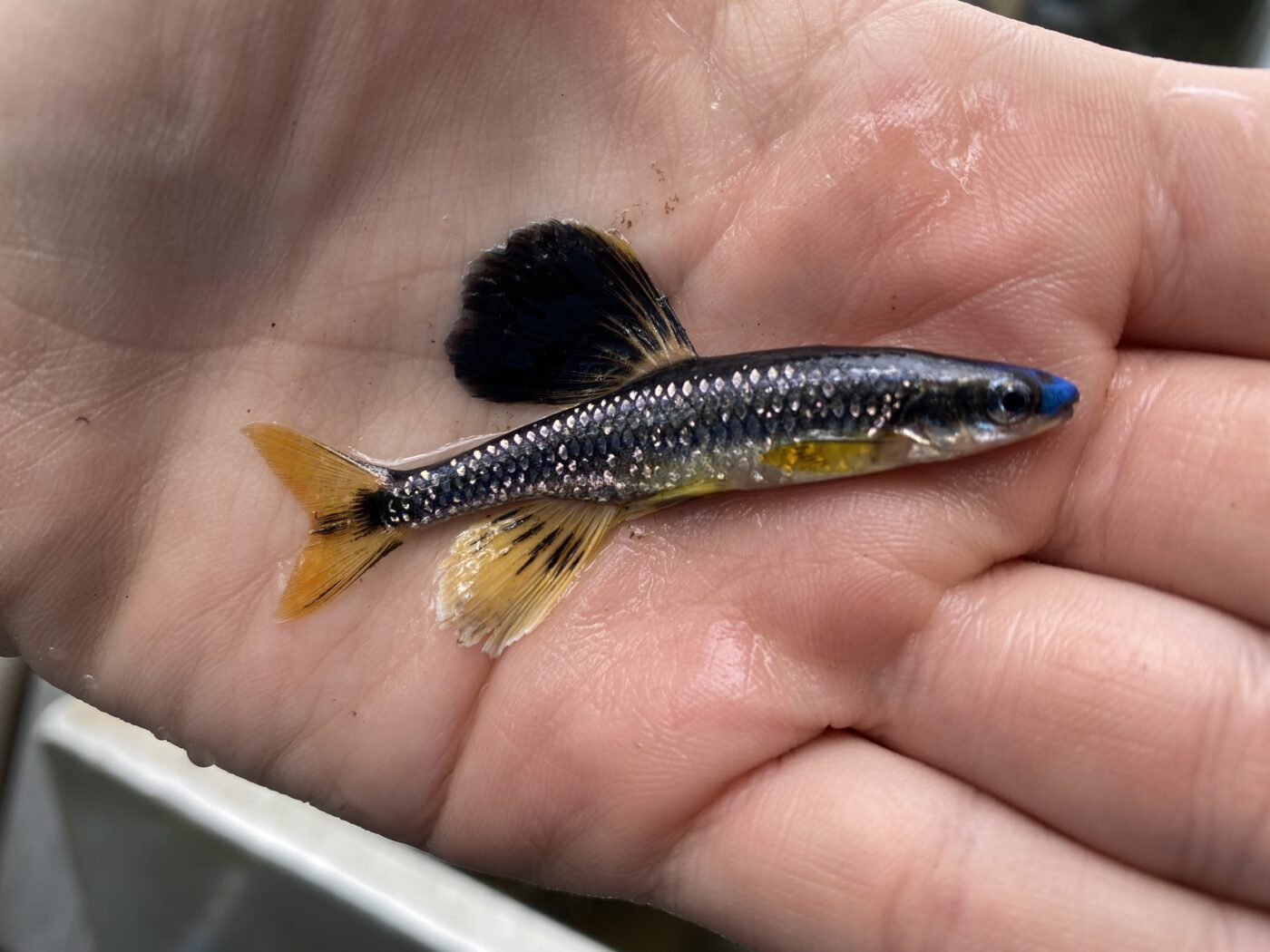 Figure 4. Bluenose shiner. (Photo credit: Florida Fish and Wildlife Conservation Commission)