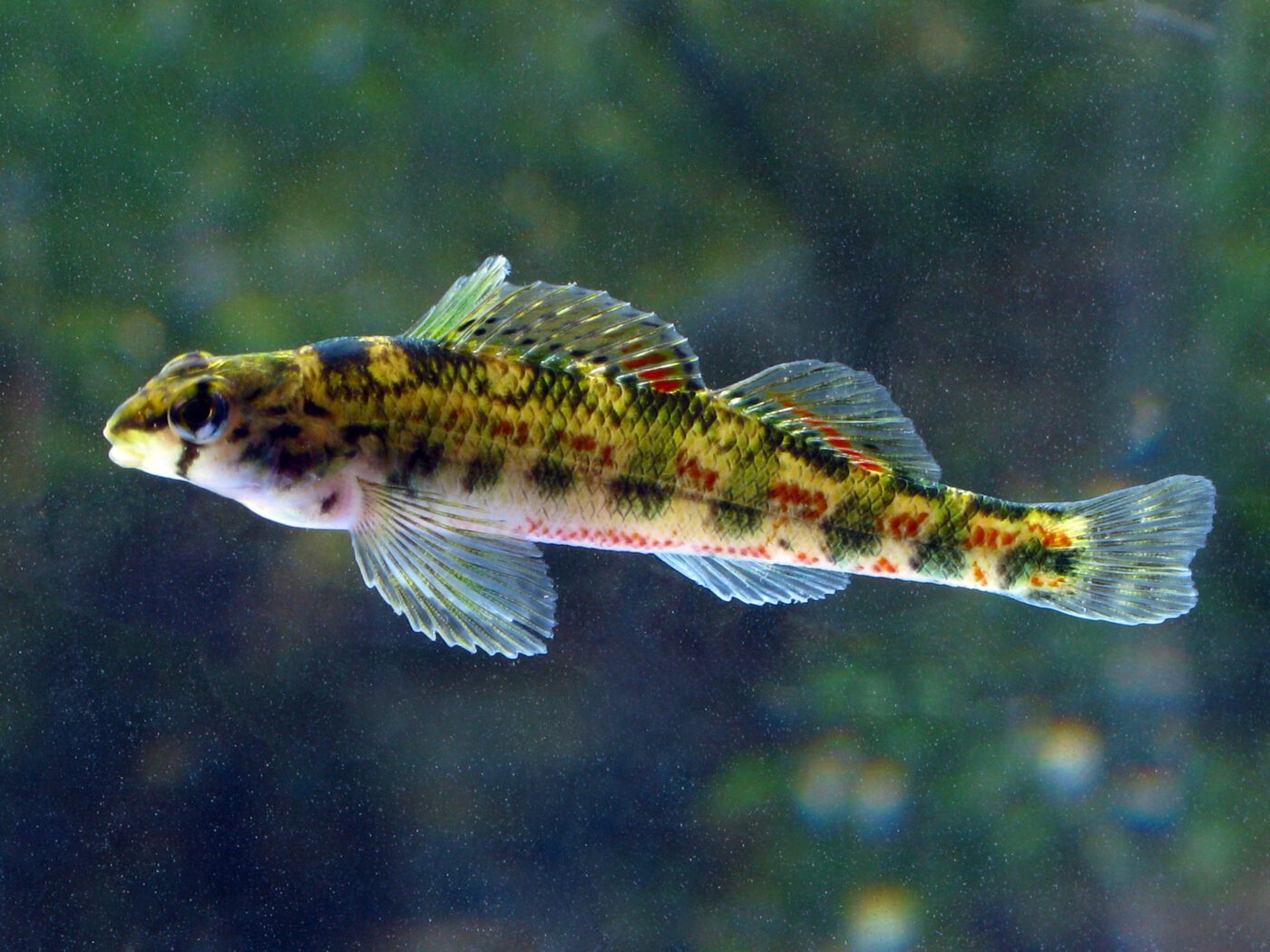 Figure 5. Alabama darter. (Photo credit: Alan Cressler)