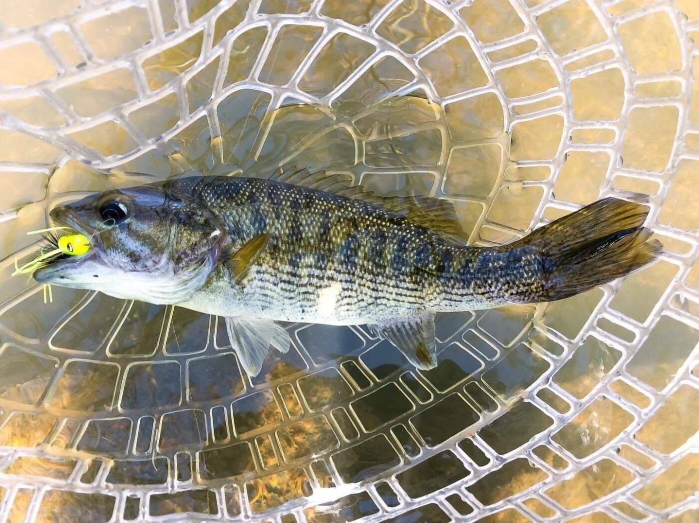 Figure 6. Cahaba bass. (Photo credit: Brandon Wilman, Cahaba River Coalition)