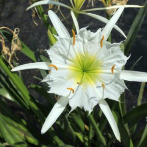 A Cahaba lily growing along the river.