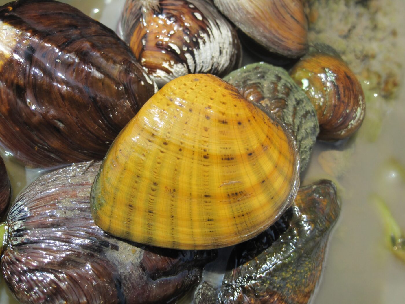 A butterfly mussel.