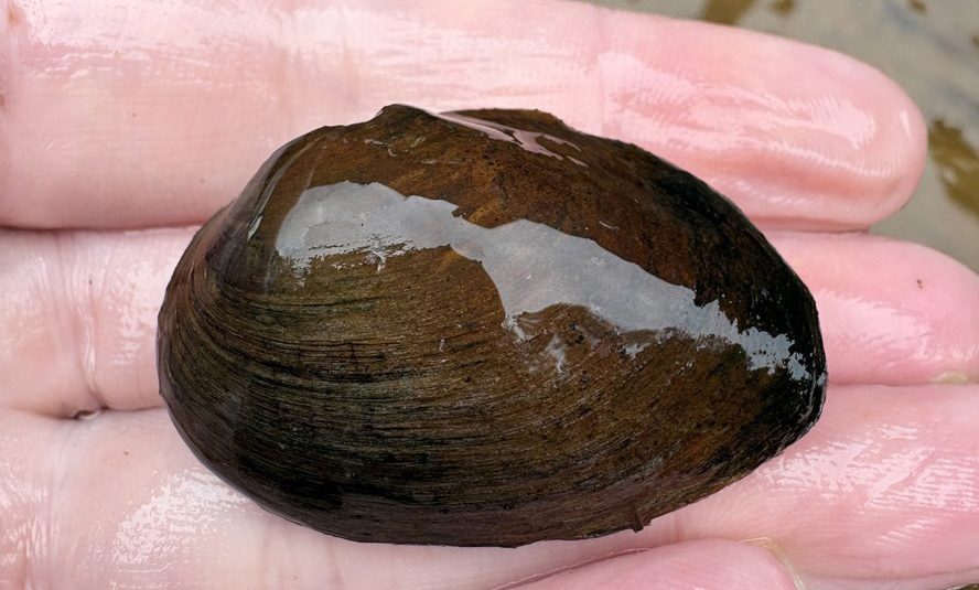 A person's hand holding an ovate clubshell.