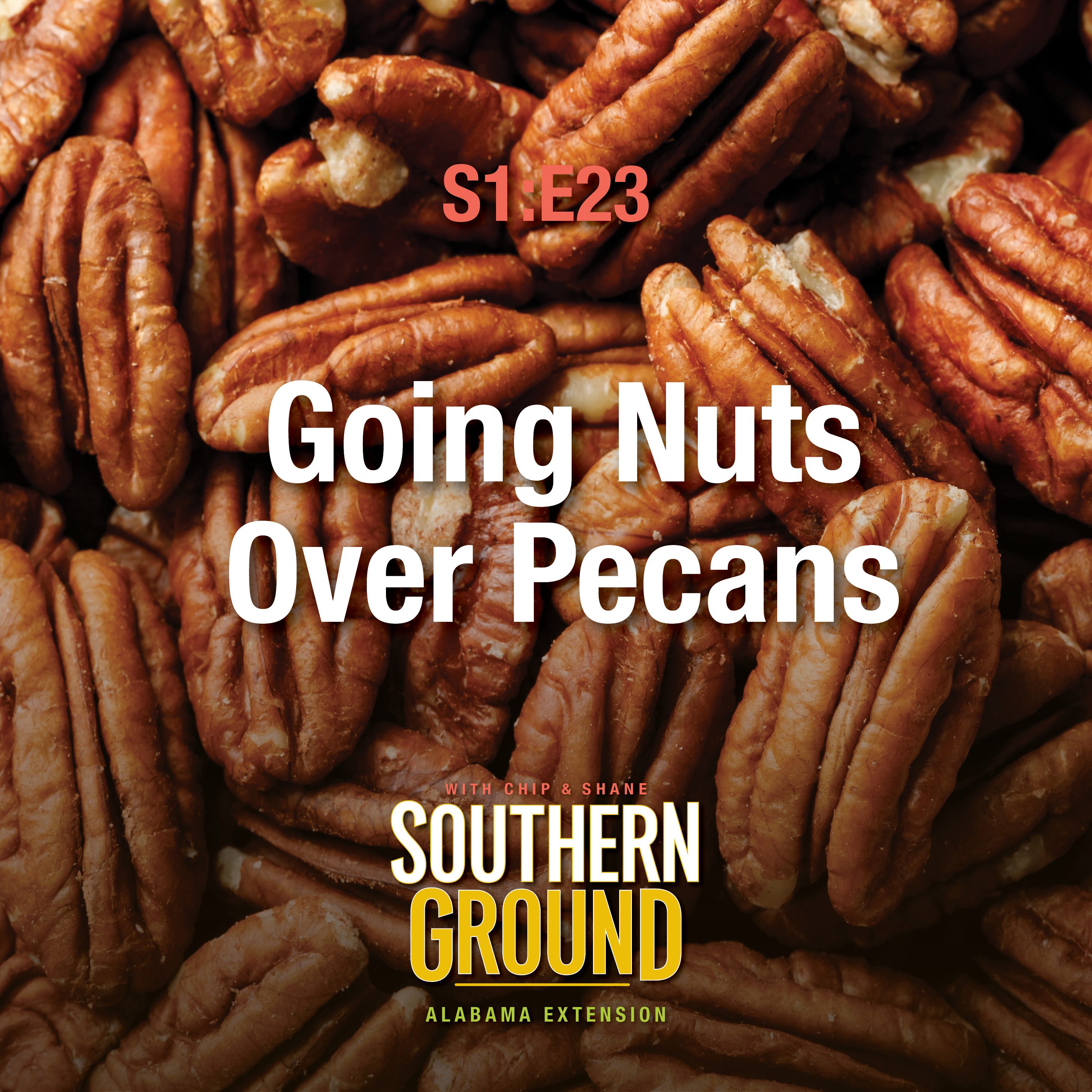 A square image cracked pecans. The image has the following words: S1E23 Going Nuts Over Pecans and the Southern Ground Alabama Extension logo at the bottom.