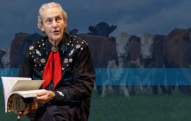 An image of Temple Grandin overlapping a blue background and image of hereford cattle.