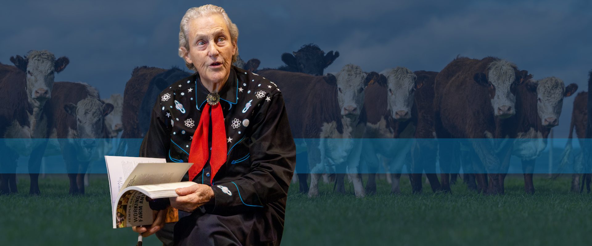 An image of Temple Grandin overlapping a blue background and image of hereford cattle.
