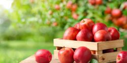 basket of red apples on a table with an apple outside of the basket