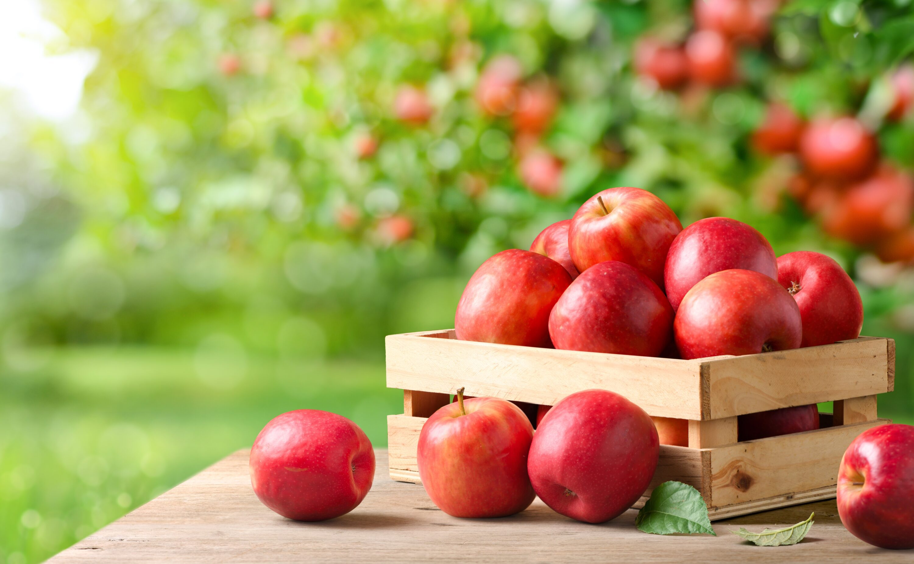 basket of red apples on a table with an apple outside of the basket