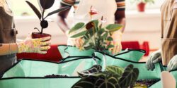 A closeup of three women's hands potting plants during a gardening workshop.