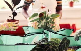 A closeup of three women's hands potting plants during a gardening workshop.
