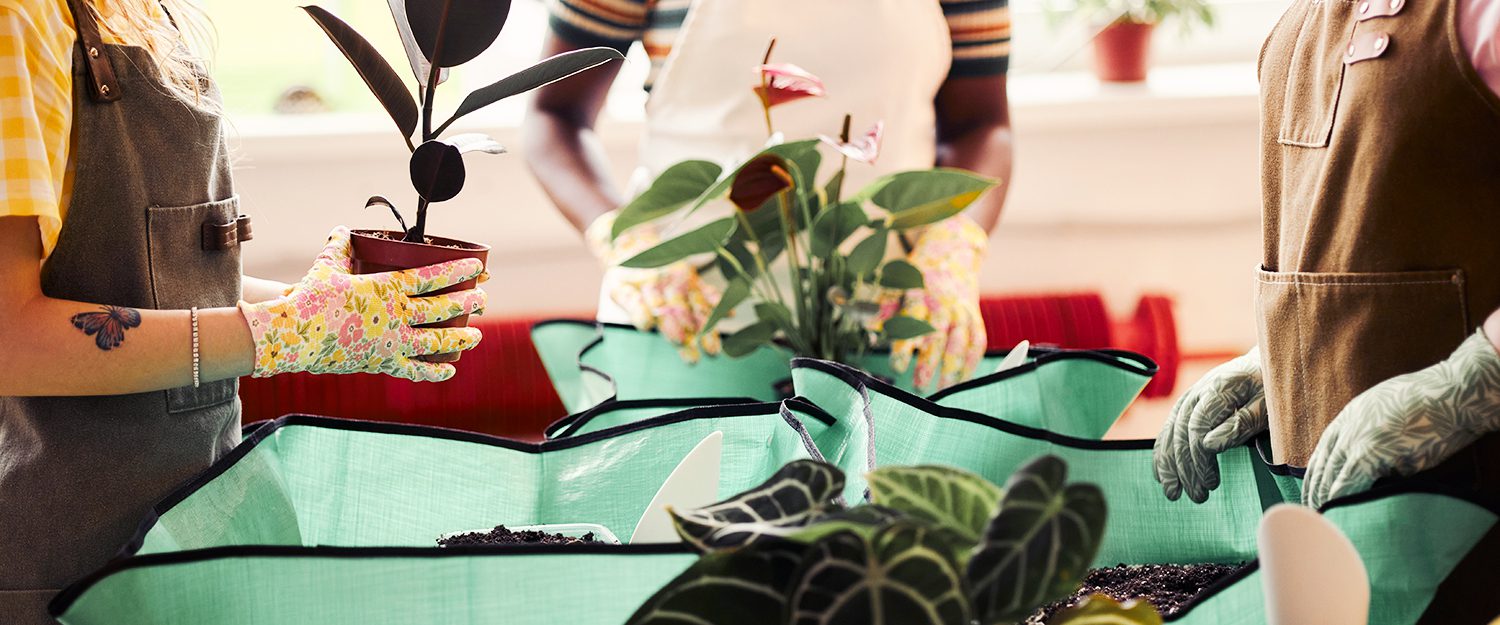 A closeup of three women's hands potting plants during a gardening workshop.